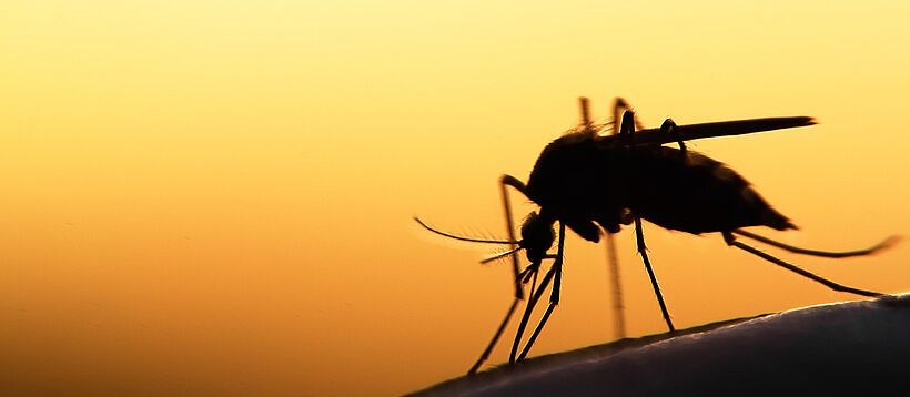 Silhouette of mosquito in front of sunset