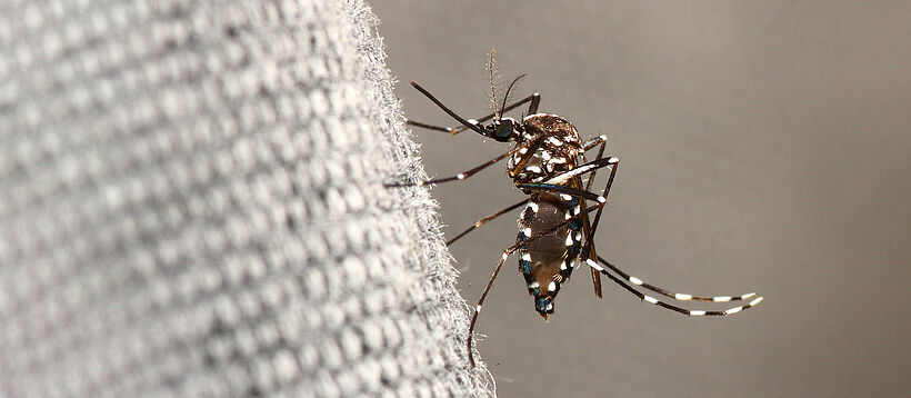 Mosquito sitting on grey fabric